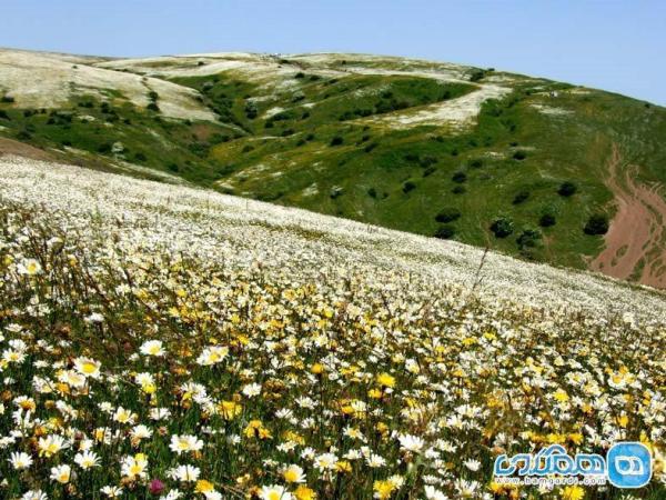جنگلی با عطر گل های بابونه!