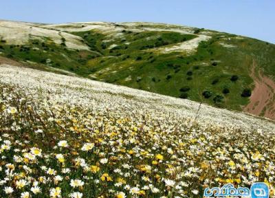 جنگلی با عطر گل های بابونه!